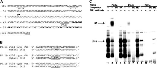 Fig. 2. Characterization of 3 PU.1 binding sites in the p40phox promoter. / (A) Sequence of the proximal promoter region of thep40phox gene. 3 PU.1 sites are underlined and labeled PU.1a, PU.1b, and PU.1c. The arrow indicates the reported transcription start site,36 and the translation initiation codon is double-underlined. Nested reverse primers used in cloning are in bold font. (B) Sequences of wild-type and mutatedp40phox PU.1 oligonucleotides used in the EMSA studies. Core PU.1 binding domains are underlined, and mutated nucleotides are shown in bold. (C) EMSA of HL-60 nuclear extracts with32P-labeled p40phox PU.1 DNA probes. HL-60 nuclear extract (5 μg) was incubated with the labeled probes alone (lanes 1, 5, and 9) or together with either antibody to PU.1 (lanes 2, 6, and 10) or a 200-fold molar excess of the homologous wild-type (lanes 3, 7, and 11) or mutated (lanes 4, 8, and 12) oligonucleotides (Figure 2B). The specific PU.1-DNA complex (PU.1) and the supershifted complex (SS) are indicated by arrows.