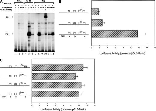 Fig. 4. PU.1 is present in nuclear extracts from HL-60 and Raji cells, binds to the p40phoxpromoter, and is required for reporter activity in Raji, but not HeLa cells. / (A) EMSA of nuclear extracts with 32P-labeledp40phox PU.1a DNA probe. HeLa (lanes 1-3), HL-60 (lanes 4-6) or Raji (lanes 7-12) nuclear extracts (5 μg) were incubated with the labeled probes alone (lanes 2, 5, and 8) or together with either antibody to PU.1 (lane 10) or a 200-fold molar excess of unlabeled PU.1a (lanes 3, 6, and 9), PU.1b (lane 11), or PU.1c (lane 12) oligonucleotide (see Figure 2B). The specific PU.1-DNA complex (PU.1) and the supershifted complex (SS) are indicated by arrows. Mutational analysis of the −1599 to +104 region of thep40phox promoter in Raji (B) or HeLa cells (C). The PU.1 sites (open boxes) present in the pGL3-p40-1599 construct were mutated (hatched boxes), and the resultant constructs were assayed for reporter gene activity as in Figure 1. Arrow indicates the reported transcription start site. Data shown are means (± SE) of 3 or more independent experiments.