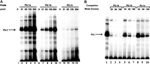 Fig. 5. The p40phox PU.1 sites bind PU.1 with different avidity. / (A) EMSA of the p40phox PU.1 sites with varied amounts of the DNA probes. Increasing amounts of the32P-labeled PU.1 DNA probes having comparable specific activities of labeling were incubated with in vitro–synthesized PU.1 protein and then analyzed by PAGE. The major PU.1-DNA complex is indicated by the arrow. (B) Competition between oligonucleotides corresponding to the p40phox PU.1 binding sites and a 32P-labeled PU.1 DNA probe (5′-CAAAAGCGACTTCCTCTTTCCAGTGC-3′) from thep47phox promoter for binding to PU.1 protein in HL-60 nuclear extracts. Fixed amounts of HL-60 nuclear extract and 32P-labeledp47phox PU.1 probe were incubated in the presence of the indicated amounts of the unlabeledp40phox oligonucleotides. Specificity of the PU.1-DNA complex indicated by the arrow was confirmed by supershift assay with antibodies to human PU.1 (data not shown).