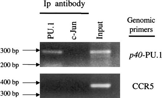 Fig. 6. ChIP analysis of thep40phox promoter PU.1-binding sites. / Cross-linked HL-60 chromatin was immunoprecipitated with antibodies to PU.1 or c-Jun, or in the absence of antibody (Input). Cross-linking was reversed, and the DNA was purified and analyzed by PCR with primers designed to amplify a p40phox DNA fragment containing these PU.1-binding sites or a segment of theCCR5 promoter that does not contain PU.1-binding sites.