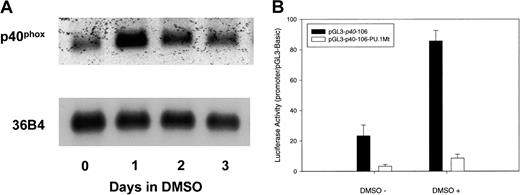Fig. 8. Effect of DMSO-induced differentiation of HL-60 cells onp40phox mRNA expression and promoter function. / (A) Northern blot analysis of differentiating HL-60 cells. Cells were harvested after treatment with 1.25% DMSO for the indicated times, and total RNA was isolated. RNA (10 μg) was separated on a 1% agarose denaturing gel, transferred to nitrocellulose, and probed with a32P-labeled p40phox cDNA probe. For a loading control, the blot was stripped and reprobed with labeled cDNA of human acidic ribosomal phosphoprotein 36B4. (B) Effect of differentiation on p40phox promoter function. HL-60 cells were transfected with pGL3-Basic, pGL3-p40-106, or pGL3-p40-106-PU.1Mt and were treated with DMSO for 38 hours before assay for luciferase activity. Data are the means (± SE) of 3 independent experiments.