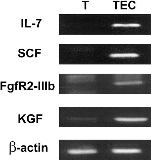 Fig. 1. KGF and FgfR2-IIIb are expressed intrathymically. / CD45+ thymocytes (T) and CD45− MHC class II+ stromal cells (TECs) were FACS isolated. The CD45− MHC class II+ cells included TECs and fibroblasts. Expression of the TEC-derived cytokines, IL-7 and SCF, and FgfR2-IIIb and KGF by intrathymic subpopulations was analyzed by RT-PCR. β-actin was used as a control for loading of RNA.