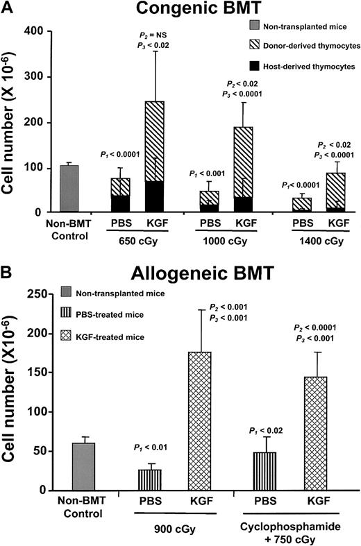 Fig. 2. KGF pretreatment increases post-BMT thymopoiesis. / (A) Mean absolute thymocyte numbers ± SD from non-BMT control (n = 5) and either PBS- or KGF-treated congenic BMT recipients (n = 9-10 per group) conditioned with 3 doses of radiation (650, 1000, and 1400 cGy) were analyzed at day 28 after BMT. Gray bar, non-BMT control; diagonally hatched bar, donor-derived thymocytes; black bar, host-derived thymocytes.P1 = non-BMT control versus PBS;P2 = non-BMT control versus KGF;P3 = PBS versus KGF. (B) Mean absolute thymocyte numbers ± SD from either PBS- (vertical hatched bar) or KGF-treated (cross-hatched bar) allogeneic BMT recipients (n = 8 per group), conditioned with either 900 cGy irradiation alone or cyclophosphamide plus 750 cGy, were analyzed at day 28 after BMT.