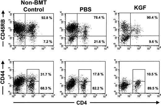 Fig. 5. Peripheral CD4 T lymphocytes in KGF-treated mice were mostly CD45RB+ CD44 low naive T lymphocytes. / FACS analyses of splenocytes from representative nontransplanted mice and congenic BMT recipients that were conditioned with 1400 cGy, examined at day 28 after BMT. Shown are the analyses on gated CD45.1+ donor cells. The percentage of the CD4 T lymphocytes that were CD45RBhigh and CD44loware shown. Similar results were observed in 4 to 5 mice from each treatment arm.