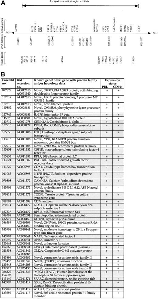Fig. 2. Genomic annotation of the CDR of the 5q− syndrome. / (A) The CDR of the 5q− syndrome showing all known genes911-13 and novel genes predicted by Ensembl. (B) Table showing all known genes and novel (predicted) genes assigned to the CDR of the 5q− syndrome with the use of the Ensembl program and their expression profiling. Each of the Ensembl gene numbers shown is preceded by ENSG00000. Sequence data (comprising draft and finished sequence under the GenBank accession numbers shown) was obtained from a complete BAC tiling path from the CDR of the 5q− syndrome (http://www-gsd.lbl.gov/∼j_martin/ and LBNL) and analyzed by means of the Ensembl gene prediction program (http://www.ensembl.org/) for the presence of coding exons. The genes were predicted by the Ensembl analysis pipeline from either a GeneWise or a Genscan prediction followed by confirmation of the exons by comparisons with protein, cDNA, and EST databases (Ensembl v1.2.0 and previous versions). Genes identical to known human genes or protein sequences are referred to as known genes (shaded boxes); genes homologous to, or containing a region of similarity to, gene or protein sequences from human or other species or sequences homologous to only ESTs are referred to as novel genes. Expression profiling was performed on all known and novel genes by means of RT-PCR. Primers were designed to span at least one intron in all cases, and optimal conditions were determined for each primer pair. PBL indicates peripheral blood leukocyte. Expression status is indicated as follows: +, RT-PCR product obtained on at least 2 occasions; −, no RT-PCR product obtained on at least 2 occasions. Note that Ensembl genes 145870 (predicted) and 145906 (predicted) were shown to be positive for expression in human colon and prostate, respectively.