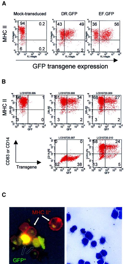Fig. 1. GFP expression in differentiated macrophages and DCs from human blood monocytes after LV transduction. / (A) Adherent monocytes enriched from PBL were induced in culture to differentiate into macrophage by M-CSF. Adherent cells were transduced with DR.GFP or EF.GFP twice in 2 days. For mock transduction, the medium used to collect LVs was added. Transduced cells were continuously cultured with M-CSF, and adherent cells were harvested 7 days after transduction to analyze GFP and MHC II (HLA-DR) expression (A). (B) For DC differentiation and maturation, adherent monocytes were first cultured with GM-CSF and IL-4. Cultured monocytes were transduced twice as before. Four days after transduction, motile cells were collected and cultured for 2 more days with TNF-α in addition to GM-CSF and IL-4. At day 8 of culture, transduced cells were harvested and stained by PE-conjugated antibodies to characterize GFP-transduced cells (B). In addition to MHC II staining (top panels), the DC phenotypes were further confirmed by the expression of a DC-specific marker CD83 (bottom right panels) and lacking of a monocyte/macrophage marker CD14 (middle panels). Quadrant setting was based on background staining by isotype-matched control antibodies. Percentages of various cell subsets in each quadrant are indicated. (C) Photomicrographs of DR.GFP-transduced DCs. After MHC II staining (B), DCs were spun onto glass slides and examined by fluorescence microscopy (left, × 1000 magnification) of DC morphology. Cells with GFP transgene expression (green to yellow, open arrows) within transduced cells and MHC II on cell surface (red, closed arrows) are illustrated. Background green fluorescence was seen in nuclei of all the cells. The remaining cytospin slides were stained with the Wright-Giemsa solution (right, × 400 magnification). Note that the staining diminished GFP fluorescence signals but it better revealed DC morphology.