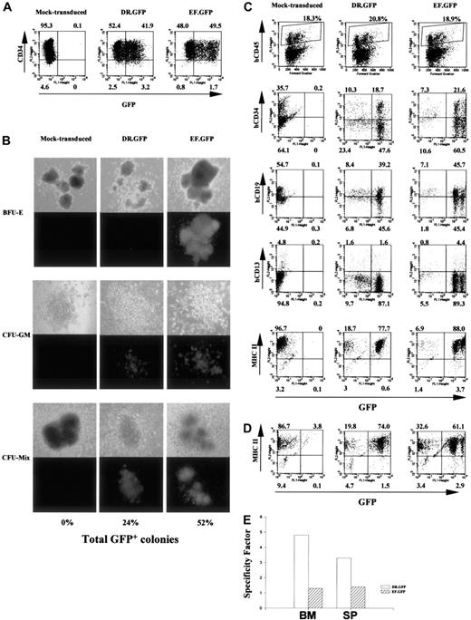 Fig. 3. Targeted GFP expression in MHC II+ human cells before and after NOD/SCID mouse engraftment with DR.GFP-transduced CD34+ cells. / (A) Analysis of GFP and CD34 expression in human CB CD34+cells 3 days after DR.GFP, EF.GFP, or mock transduction. (B) Differentiation of the transduced CB CD34+ cells in methylcellulose for CFC assays. Representative photographs of BFU-E, CFU-GM, and CFU-mix under light (top panels) and fluorescence (bottom panels) microscopy after 14 days in culture by an inverted microscope (magnification, × 50). The percentages of GFP bright (GFP+) colonies in each group were calculated, and the averages of triplicates are shown at the bottom. (C) FACS analysis of engrafted human cells in the NOD/SCID BM 10 weeks after transplantation with DR.GFP- or EF.GFP-transduced CB CD34+cells (mice no. 15 and 20, respectively, in Table 1). Engrafted human cells were first identified in dot plots (top panels, human CD45 versus forward scatter) and gated for further analysis. The percentages of human (CD45+, shown in boxes) cells are indicated at the top of dot plots. Further examinations of GFP expression versus human CD34, CD19, CD13, and MHC II markers in gated human CD45+ populations are illustrated (bottom panels). (D) FACS analysis of GFP and MHC II expression in gated human populations in the spleen of engrafted NOD/SCID mice. (E) Quantitative analysis of transgene expression specificity in human MHC II+ populations found in the NOD/SCID BM and spleen (SP) after engraftment of DR.GFP- or EF.GFP- transduced CD34+ cells.