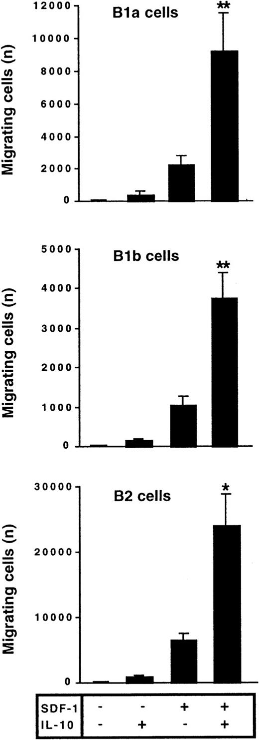 Fig. 2. IL-10 potentiates the chemotactic activity of SDF-1 on peritoneal B lymphocytes. / Peritoneal cells were labeled with CD19, CD5, and Mac-1 mAbs and added to the upper chamber of a Transwell system. The effect of SDF-1 and/or IL-10 on cell migration was evaluated. Cells in the lower chamber at the end of the assay were characterized and counted by flow cytometry. Results (mean ± SEM) are from 9 experiments. *P < .05 and **P < .005 versus cultures in the presence of SDF-1 alone.