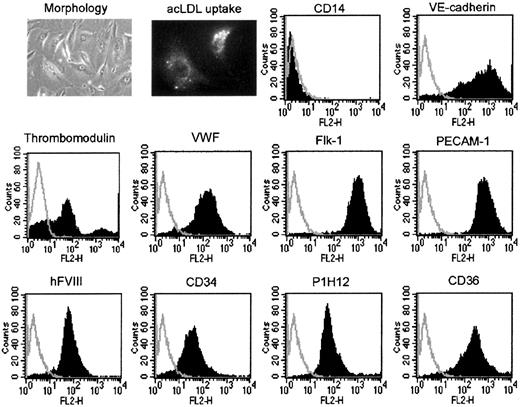 Fig. 1. Characterization of tBOECs. / tBOECs were characterized before they were administered to mice. At this time, they had expanded approximately 106-fold since gene transfer and approximately 1012-fold overall since the establishment of initial BOEC culture from blood. Panels illustrate morphology and uptake of acetylated LDL, negativity for monocyte marker CD14, positivity for the transgene product FVIII, and positivity for multiple endothelial cell markers. The illustrated control peak for unlabeled cells was identical to the control peak for isotype control antibody in all cases.