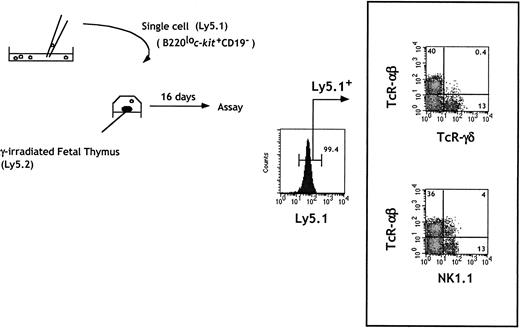 Fig. 3. In vitro generation of T and NK cells from single B220lo. / c-kit+CD19− progenitors.Sorted cells were seeded at one cell per well in Terasaki plates. Wells were individually checked under a microscope, and wells containing a single cell were identified. Single cells were then placed in a hanging drop with one irradiated thymic lobe from Ly5 congenic embryos. Flow cytometric analysis of individual lobes was done at day 16 of FTOC.