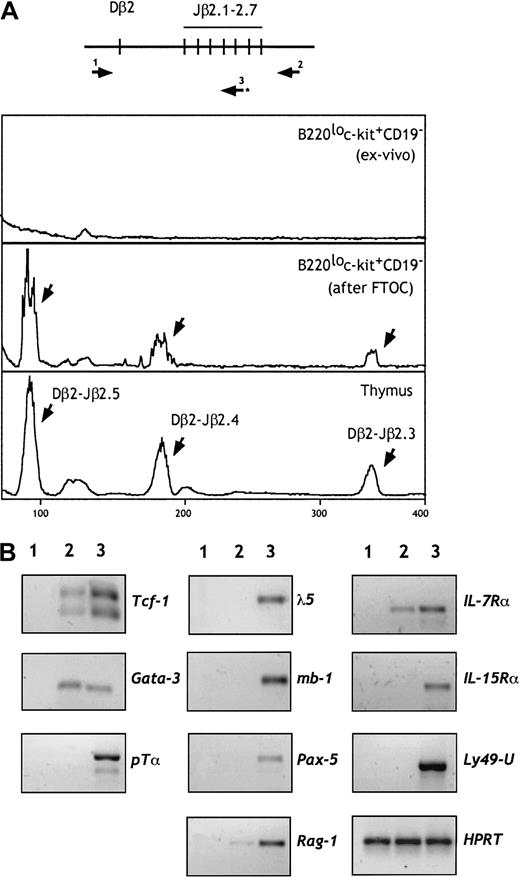 Fig. 4. B220lo. / c-kit+CD19− cells retain their TCRβ locus in a germline configuration but express T-lineage–specific genes. (A) DNA was prepared from 5 × 103 cells from fraction e before and after FTOC. Rearrangement of the TCRβ genes was examined by a sensitive 2-step PCR using pairs of primers (1 and 2) followed by a runoff using the fluorescent primer 3, as shown in the higher panel. TCRβ gene rearrangement was not observed in cells from fraction e. In contrast, diverse Dβ-Jβ rearrangements (indicated by arrows) were observed after FTOC. (B) RT-PCR analysis of cells from population e (line 2) for the indicated genes. Controls (line 3) included 15-dpc fetal thymocytes, CD19+B220+ cells, and NK1.1+CD3− mature NK cells. S17 cells were used as a negative control (line 1). The amount of cDNA was carefully standardized according to HPRT transcripts.