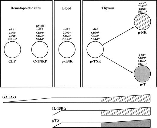 Fig. 7. Model for prethymic T and NK lineage commitment. / The molecular characterization and the analysis of the potential of differentiation of FL-derived B220loc-kit+CD19−progenitors place this population (C-TNKP) in an intermediate developmental stage between the CLP and the p-T/NK identified in fetal blood and thymus (see “Discussion” for further details).