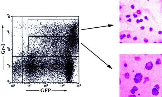 Fig. 4. Generation of granulocytes and macrophages. / Flow cytometric analysis of splenocytes of Balb/cRAG2−/− mice reconstituted 5 months earlier with a GFP+ Pax5−/− pre-B I–cell clone. May-Grünwald-Giemsa staining of cytospin preparations of sorted GFP+Gr-1high (right, upper panel) and Gr-1int (right, lower panel) spleen cells. Magnification × 400.