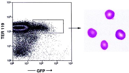 Fig. 5. Generation of erythrocytes. / Flow cytometric analysis of peripheral blood of Balb/cRAG2−/− mice reconstituted 6 months earlier with a GFP+ Pax5−/− pre-B I–cell clone. May-Grünwald-Giemsa staining of sorted GFP+Ter119+ cells (right panel). Magnification × 630.