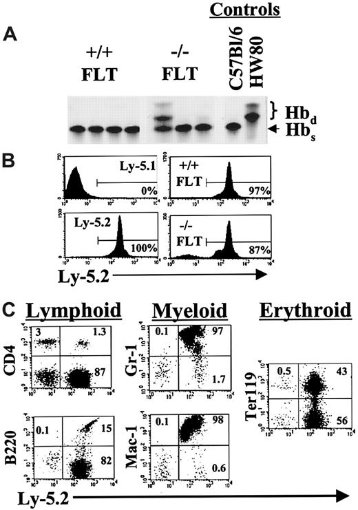 Fig. 3. Analysis of hematopoietic reconstitution after transplantation of FL cells into lethally irradiated recipients. / (A) C57Bl/6 FL cells on the hemoglobin single (Hbs) background were collected from STAT5ab−/− and wild-type mice and counted. The cells were then injected into lethally irradiated (1100 rads) C57Bl/6 HW80 recipient mice that differ in the endogenous hemoglobin expression pattern and are hemoglobin diffuse (Hbd). Eight to 10 weeks later the mice were bled, and the packed red blood cells were separated by electrophoresis on cellulose acetate gels. The Hbs and Hbd patterns of control mice that did not receive transplants are shown on the right. (B) In a second experiment, FL cells (Ly-5.2) were injected into lethally irradiated Ly-5.1 recipient mice. Shown are representative examples of mice analyzed for Ly-5.2 expression 11 weeks after transplantation. Ly-5.1 negative control and Ly-5.2 positive controls are shown in the left panels. On the right are mice that received transplants of wild-type FL (upper panel) or STAT5ab−/−FL cells (lower panel). (C) To demonstrate a typical lineage analysis of the STAT5ab−/− FL engraftment, gating based on forward-scatter and side-scatter profiles typical for lymphocytes (B220, CD4, and Ter119), monocytes (Mac-1), and granulocytes (Gr-1) was combined with the lineage antibodies indicated. The percentage of cells falling within the upper quadrants and the lower-right quadrant is shown.