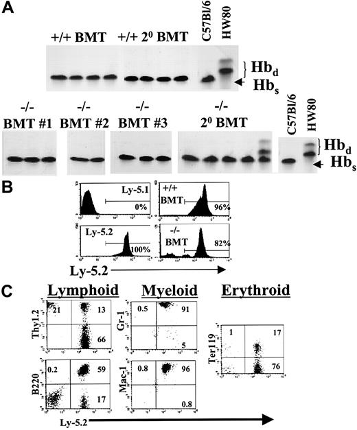 Fig. 4. Analysis of hematopoietic reconstitution after transplantation of BM cells into lethally irradiated recipients. / (A) BM cells were harvested from 4- to 6-week-old STAT5ab−/− mice (C57Bl/6 Hbs). The cells were then injected into lethally irradiated (1100 rads) C57Bl/6 HW80 recipient mice (Hbd) that differ in the endogenous hemoglobin expression pattern. Eight to 10 weeks later the mice were bled, and the packed red blood cells were separated by electrophoresis on cellulose acetate gels. The Hbs and Hbdpatterns of control mice that did not receive transplants are shown on the right. Shown are representative examples of mice that received transplants 5 (BMT no. 1), 6 (BMT no. 2), and 3 months (BMT no. 3) earlier of STAT5ab−/− BM cells. Also shown are secondary BM transplanted mice from primary BM transplantation no. 1 analyzed 3 months after transplantation. (B) In a fourth experiment, BM cells (Ly-5.2) were injected into lethally irradiated Ly-5.1 mice, and then peripheral blood leukocytes were stained with antibodies and analyzed by FACS after reconstitution. Shown are representative examples of mice analyzed for Ly-5.2 expression 5 months after transplantation. Ly-5.1 negative control and Ly-5.2 positive controls are shown in the left panels. On the right are mice that received transplants of wild-type BM (upper panel) or STAT5ab−/− BM cells (lower panel). (C) To demonstrate a typical lineage analysis of the STAT5ab−/− BM engraftment, gating based on forward-scatter and side-scatter profiles typical for lymphocytes (B220, Thy1.2, and Ter119), monocytes (Mac-1), and granulocytes (Gr-1) was combined with the lineage antibodies indicated. The percentage of cells falling within the upper quadrants and the lower-right quadrant is shown. Note that for the Thy1.2 analysis cells in the upper-left quadrant were slightly overcompensated, making the percentage in the quadrant appear visually lower than the actual value.