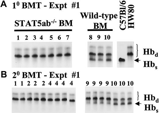 Fig. 5. Representative competitive repopulation assay between STAT5ab−/− and wild-type BM grafts. / Total BM cells were collected from either STAT5ab−/− or wild-type mice and mixed at 1:1 donor equivalent ratios. The BM cell mixes were then injected into lethally irradiated recipient mice (1100 rads). (A) Primary transplanted mice from experiment no. 1 were bled from the retroorbital venous plexus 6 months after transplantation and analyzed for the relative ratio of the 2 donor grafts. Hemoglobin electrophoresis of packed red blood cells on cellulose acetate gels was used to analyze the donor engraftment. The Hbs and Hbd patterns of control mice that did not receive transplants are shown on the right. The number above each lane is the individual mouse identification number. Identical experiment no. 2 and experiment no. 3 are not shown. (B) Primary transplanted mice were killed at 6 months, and the BM cells were injected into lethally irradiated (1100 rads) secondary recipient mice. Secondary transplanted mice were analyzed 4 months after transplantation for the relative ratio of the 2 donor grafts. The number above each lane represents the primary donor mouse from which each mouse was derived.
