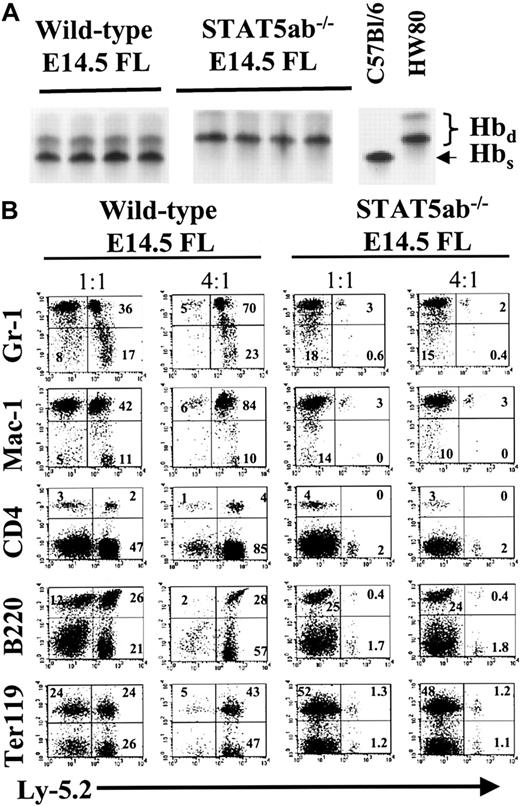 Fig. 7. Competitive repopulation assay between STAT5ab−/− and wild-type FL grafts. / (A) C57Bl/6 FL cells (Hbs and Ly-5.2) were obtained from embryonic day 14.5 fetuses from matings of STAT5ab+/− or wild-type HW80 mice (Hbd background). The STAT5ab+/− cross FL cells were genotyped by PCR the same day, and then either wild-type or knockout cells were mixed with an equal donor equivalent of wild- type HW80 FL cells. The cells were transplanted into lethally irradiated adult C57Bl/6 recipient mice and analyzed 20 weeks later for the relative contribution of donor engraftment. A second experiment analyzed at 16 weeks is not shown. (B) For a third experiment, C57Bl/6 FL cells (Ly-5.2) were obtained as described above but were competed at either a 1:1 or a 4:1 ratio against wild-type Ly-5.1 FL cells. The cells were transplanted into lethally irradiated adult C57Bl/6 Ly-5.1 recipient mice and analyzed 10 weeks later for Ly-5.2 cells costaining for Gr-1, Mac-1, CD4, B220, or Ter119.