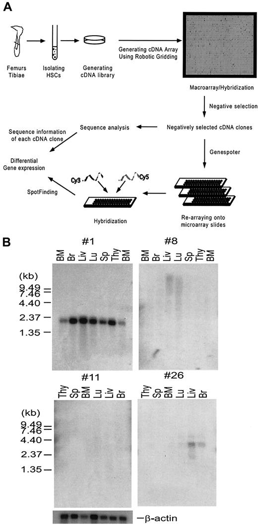 Fig. 1. Enrichment of genes that are predominantly expressed in hematopoietic stem cells. / (A) A schematic drawing illustrating the strategy of systematic analyses of gene expression in hematopoietic stem cells (HSCs). Bacterial colonies from the 2 HSC cDNA libraries A and B described in the text were spotted in duplicates onto 24 × 24 cm nylon membranes using a Q-bot robotic system (Genetix), generating macroarrays. The macroarray membranes were hybridized with 33P-labeled cDNA probes derived from mature cell lineages described in the text in parallel with the vector-derived probe. Hybridization signals were analyzed using Spotfinder software (see “Materials and methods” for detailed description) and converted to numeric numbers using Microsoft Excel. cDNA clones, showing negative or very weak hybridization signals to the cDNA probes derived from lineage-positive cells but positive to the vector-derived probe, were selected. This process was called negative selection. The negatively selected cDNA clones were analyzed by DNA sequencing, and spotted in duplicate onto microarray slides. Total RNA isolated from RhloLin−/loc-kit+Sca-1+or RhhiLin−/loc-kit+Sca-1+HSCs was used to generate Cy3- and Cy5-labeled cDNA probes, respectively, by RT-PCR. The probes were hybridized to the microarray slides and the data were analyzed using array analysis software. Details of the experiment are described in “Materials and methods.” (B) Northern analysis of unknown genes from cDNA library B. Two micrograms of poly A+ RNA purified from indicated tissues was separated on a 1% agarose-formaldehyde gel, transferred to nylon membrane, and then hybridized with a 32P-labeled probe prepared from each unknown clone. Four representative blots are shown.