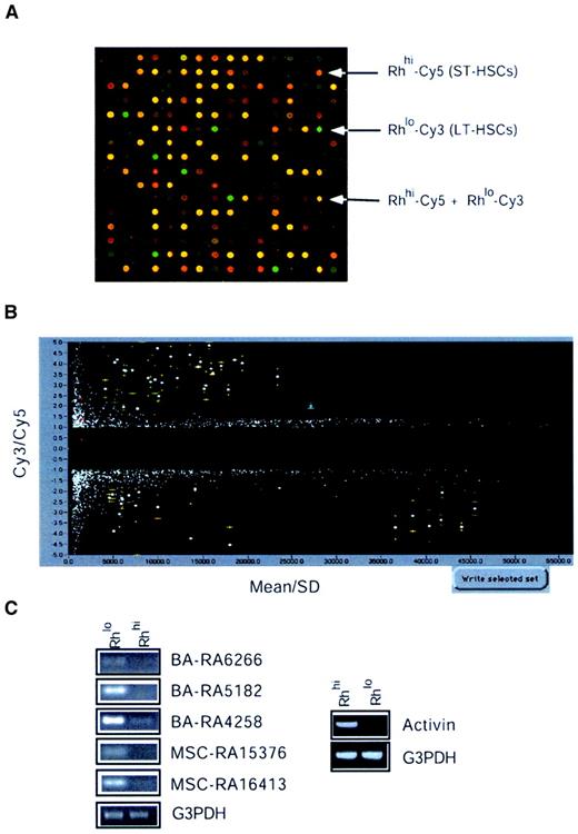Fig. 3. Microarray analysis of HSC gene expression. / (A) Microarray hybridization and spotfinding. Microarray slides described in Figure 1 were hybridized with cDNA probes prepared from cells. Each cDNA probe was labeled with Cy3 and Cy5 fluorophores separately. A combination of these cDNA probes was hybridized with microarrays A (3000 × 2) and B (2000 × 2). A typical hybridization result was shown using the Cy3-labeled cDNA probe from RhloLin−/loSca-1+c-kit+and the Cy5-labeled probe from RhhiLin−/loSca-1+c-kit+cells. (B) Statistical analysis and selection. A typical example showing the microarray hybridization results obtained from 2 experiments scanned by Genescanner (Molecular Dynamics) and analyzed by SpotUnite and SpotSelection programs (see text for details). (C) RT-PCR assays. To confirm the differential expression of genes between the Rhlo and Rhhi cells, 15% candidate genes were analyzed by RT-PCR as described in “Materials and methods.”