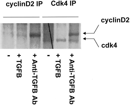 Fig. 4. Immunocomplexes between cdk4 and cyclin D2 were detected only in the presence of anti–TGF-β antibody. / After starvation in methionine-free DMEM for 4 hours, CD34+progenitors were metabolically labeled for 18 hours with35S-methionine/cysteine in the presence or absence of soluble TGF-β1 or anti–TGF-β antibody. Cell lysates were first immunoprecipitated with agarose-coated polyclonal CDK4 antibody. Subsequent serial immunoprecipitation was then carried out further using agarose-coated polyclonal cyclin D2 antibody. Samples were run on a 10% SDS-PAGE gel, dried, and exposed to autoradiogram film.