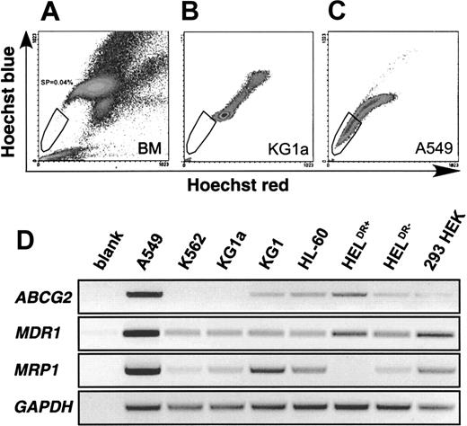 Fig. 1. SP profiles from human bone marrow, KG1a and A549 cells. / (A) Typical SP profile derived from human bone marrow (BM). Vertical axis shows blue Hoechst fluorescence, horizontal axis shows red Hoechst fluorescence. The SP cells are indicated within the gate. (B) SP profile of KG1a cells. (C) A549 cells exhibiting a significant SP. (D) Expression of ABCG2, MDR1, and MRP1 in cell lines. GAPDH-normalized RT reactions from each cell line were subjected to 36 cycles (MDR1, MRP1) and 37 cycles (ABCG2, GAPDH) of amplification with specific primers for each cDNA. The bottom row confirms similarGAPDH levels in the normalized RT reactions.