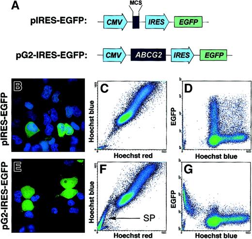 Fig. 3. ABCG2 is sufficient to generate the SP profile in 293 cells. / (A) Illustration of the bicistronic vectors used to transfect 293 cells. CMV indicates cytomegalovirus immediate early promoter/enhancer; MCS, multiple cloning site; and IRES, internal ribosomal entry site. (B,E) Fluorescent microscopic images of cells transfected with control (B) or pG2-IRES-EGFP vectors (E). Twenty to 30% of the cells express the construct (green). All cells that fail to exclude Hoechst dye exhibit blue nuclei. (C,F) Red/blue FACS plot of these same cell populations. The pG2-IRES-EGFP–transfected cells exhibit a prominent SP tail (arrow). (D,G) FACS plots of the same cell populations comparing EGFP expression (vertical axis) and Hoechst blue staining (horizontal axis).