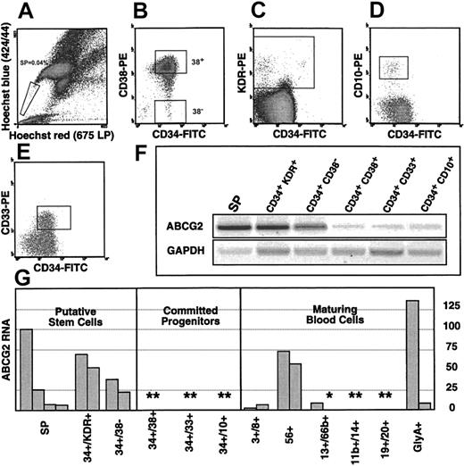 Fig. 4. Expression of. / ABCG2 in human hematopoiesis. (A-E) FACS diagrams illustrate the sorting gates used to isolate putative stem cells and committed progenitors. (A) SP cells, (B) CD34+/CD38− and CD34+/CD38+ cells, (C) CD34+/ KDR+, (D) CD34+/CD10+ cells, and (E) CD34+/CD33+ cells. (F) RT-PCR forABCG2 expression in the representative sorted cell populations shown above. Both ABCG2 and GAPDHwere amplified for 36 cycles. (G) Semiquantitative analysis ofABCG2 expression in sorted cell populations. Each bar represents an independent sort. All values are taken from 36 cycle amplifications and are normalized to GAPDH values from the same sample. All values below 50 were in the linear range of the PCR, as determined by an ABCG2 cDNA standard curve. Values above 50 are probably slight underestimates. The asterisk indicates normalized ABCG2 values below 1 on this arbitrary scale. The double asterisks indicate duplicate samples with values below 1.