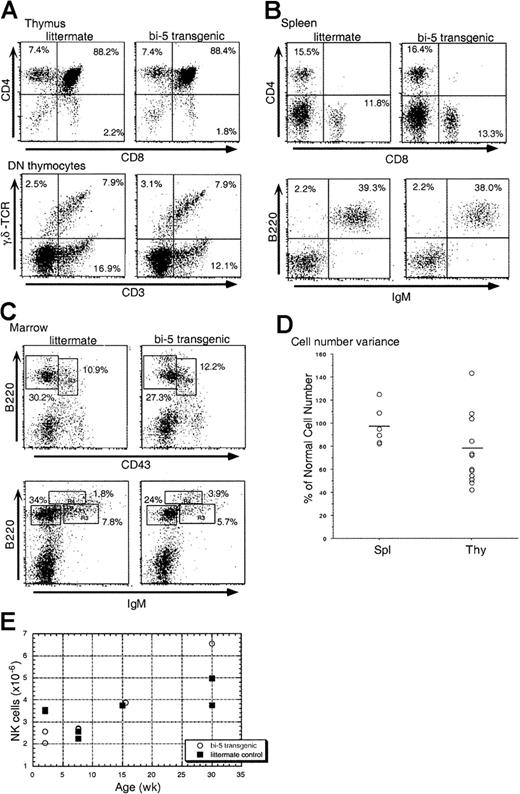 Fig. 2. Representative flow cytometry dot plots of cells from bi-5 mice and littermate controls. / (A) Thymus, (B) spleen, and (C) bone marrow. Scattergram plot (D) of the percentage of normal cell number for spleen (Spl) and thymus (Thy). Each data point on the plot represents the percentage of total thymocyte number that a bi-5 mouse had to a littermate control harvested on the same day. (E) Splenic NK cell number versus mouse age. NK cells were scored by NK1.1+/CD3−staining.