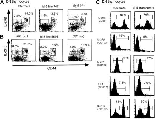 Fig. 5. Expression of IL-2Rβ is decreased on CD4−CD8− (DN) thymocytes of bi-5 mice. / (A) Expression of IL-2Rβ on thymocytes from bi-5 (lines 747 and 5516), β2M−/−, wild-type (littermate for 747 line), CD1−/−, and CD1−/+ mice. Thymocytes were stained with CD8-biotin, CD4-biotin, IL-2Rβ-PE, and CD44-FITC and SA-APC and were gated on the CD4−CD8− population. Results are representative of the decrease in IL-2Rβ observed in the DN population of bi-5 thymocytes in 6 or more separate experiments. (B) Expression of IL-2Rβ on CD3−/CD4−/CD8−/NK1.1−/B220−thymocytes. Thymocytes were stained with CD3-APC, CD4-CyC, CD8-FITC, NK1.1-biotin, B220-biotin, SA-PharRed, and IL-2Rβ-PE. The results are representative of 2 or more separate experiments. (C) DN thymocytes from bi-5 mice and littermate controls were evaluated for the expression of a variety of cytokine receptors.