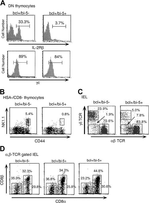 Fig. 6. A bcl-xL (bcl+) transgene rescued CD8αα, αβ-TCR IELs in bi-5 mice, but not γδ-IELs or NK T cells. / (A) IL-2Rβ and γc expression in bcl+/bi5+ mice. IL-2Rβ was reduced in bi-5+/bcl+ pro-T thymocytes, but γc was expressed at normal levels. (B) NK T cells and (C) γδ-IELs were not rescued by bcl-xl in bi-5+ mice. (D) CD8α versus CD8β on αβ−TCR+IELs. Bcl-xL appeared to restore the number of CD8αα αβTCR+ IELs in the bi-5 mice. The ratio of CD8αα to CD8αβ IELs was similar for both bcl+/bi-5+and bcl+/bi-5− mice. Two plots of bcl+/bi-5+ are shown to demonstrate the degree of variability. There was also a substantial increase in the numbers of α,β TCR+CD8− T cells in bcl-xLtransgenic mice. These could be either CD4+ T cells or coreceptor–negative T cells.