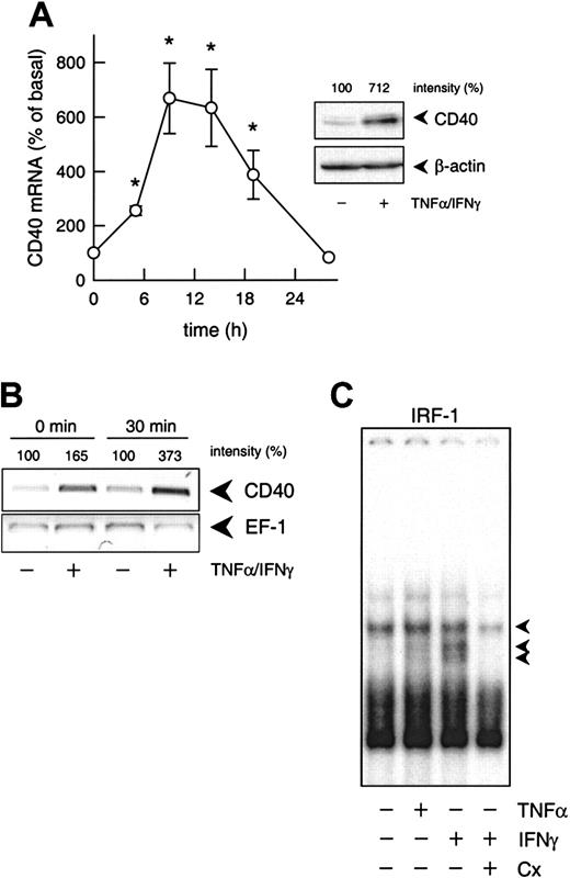 Fig. 1. Transcriptional regulation of cytokine-induced CD40 expression. / (A) Time-dependent effect of TNF-α (100 U/mL) plus IFN-γ (1000 U/mL) on CD40 mRNA expression in the cultured HUVECs (calculated as percentage of basal CD40 expression, n = 3-7; *P < .05 versus basal). The inset shows the effects of 100 U/mL TNF-α and 1000 U/mL IFN-γ on CD40 protein expression after 14 hours. Typical Western blot analysis is shown with the relative intensities, as judged by densitometry, indicated at the top. Qualitatively identical results were obtained with at least 2 further batches of HUVECs. Loading and transfer of equal amounts of protein in each lane were verified by reprobing the membrane with an anti–β-actin antibody. (B) PCR-based run-on analysis of the de novo expression of CD40 and EF-1 mRNA in isolated nuclei of cultured HUVECs that had been exposed to TNF-α (100 U/mL) plus IFN-γ (1000 U/mL) for 6 hours. The isolated nuclei were either lysed immediately (0 min) or incubated for 30 minutes at 30°C. The figure depicts the result of one experiment; a qualitatively identical result was obtained in another experiment with a different batch of cells. (C) Effects of IFN-γ (1000 U/mL) or TNF-α (1000 U/mL) on nuclear translocation of IRF-1 (1 constitutive and 2 inducible complexes, as indicated by the arrows) in the cultured HUVECs, and effect of cycloheximide (Cx; 10 μM) on IFN-γ (100 U/mL)–stimulated nuclear translocation of IRF-1. Typical EMSA is shown with nuclear extracts obtained after 3 hours of exposure of the HUVECs to the cytokines. Qualitatively identical results were obtained with at least 4 further batches of HUVECs.