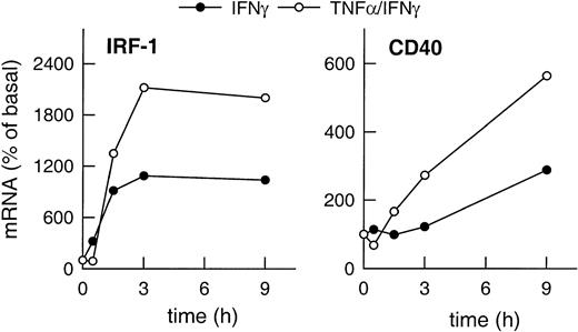 Fig. 2. Correlation of cytokine-induced expression of IRF-1 and CD40. / Time-dependent effects of IFN-γ (1000 U/mL) or of TNF-α (100 U/mL) plus IFN-γ (1000 U/mL) on IRF-1 and CD40 mRNA expression in the cultured HUVECs, as judged by RT-PCR analysis (calculated as percentage of basal gene expression). Qualitatively identical results were obtained with at least 2 further batches of cells.