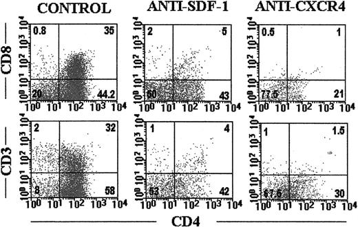 Fig. 3. Blockade of SDF-1/CXCR4 signaling arrests human thymocyte development. / SCID fetal thymic lobes seeded with highly purified CD34+human thymic precursors were organ cultured for 18 days in the absence (control) or presence of neutralizing anti–SDF-1α antibodies or blocking anti-CXCR4 mAbs. Cells were triple labeled as described in “Materials and methods” with antihuman CD45-FITC, anti–CD4-PerCp, anti–CD3-PE, or anti–CD8-PE. Dot plots show CD4 versus CD8 or CD3 expression on gated human CD45-FITC+ cells. Data are representative of 4 independent experiments.