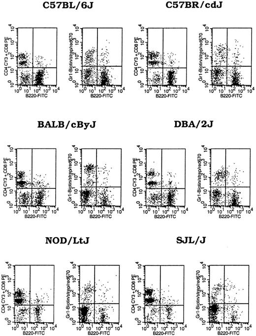 Fig. 1. Peripheral blood leukocyte composition. / Peripheral blood from 2- to 3-month-old mice were stained with B220-FITC + CD4-Cy3 + CD8-PE +Gr1-biotin and streptavidin-red 670 after erythrocytes were lysed with Gey solution. Data shown are dot plots of representatives from 3 to 4 male mice measured for each strain.