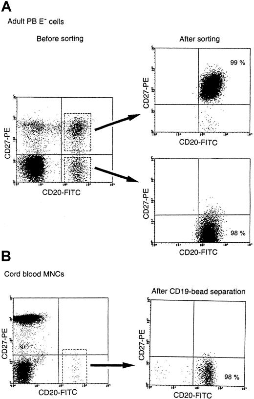 Fig. 1. Preparation of adult CD27− naive and CB B cells. / Highly purified adult CD27− B cells were separated by means of flow cytometry, and CB B cells were separated with the aid of CD19-coated immunomagnetic beads. The purity of both types of B cells was more than 97%.