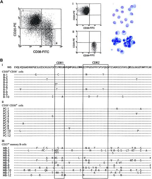 Fig. 7. The characteristics and amino acid sequences of VH5 genes in plasma cells generated from naive B cells. / (A) Highly purified CB B cells were cultured with SAC (0.01%), IL-2 (50 U/mL), IL-10 (50 ng/mL), and anti-CD40 mAb (1 μg/mL) with CD32T for 8 days. The cells were then stained with anti-CD38–FITC and anti-CD20–PE and the antibody-coated cells gated on living cells by cell size and granularity and finally counted by means of flow cytometric analysis. Expressions of CD38 and CD20 on B cells are shown on a log scale. The cells were separated into CD20+CD38− B cells (Ai) and CD20−CD38+ plasma cells (Aii) by sorting, cytospun, and stained with May-Giemsa staining. Original magnification, × 400. (B) Total RNA was isolated from the CD20+CD38− B cells (Bi), CD20−CD38+ plasma cells (Bii), and resting CD27+ memory B cells (Biii) and then reverse transcribed into cDNA. VH5 genes were amplified by using primers corresponding to the 5′ region of the VH5 leader sequence and to the 3′ Cμ constant region. PCR products were ligated and transformed. The DNA sequencing of individual clones was performed with a dideoxy termination technique. Each dash represents identity with the germline sequence; amino acid differences are indicated. Complementarity determining regions are boxed. These data represent each of 3 different experiments. The same results were obtained when sort-pure adult CD27− B cells were stimulated with SAC + IL-2 + IL-10 + CD40/CD32T.