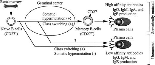 Fig. 8. The different process of class switching and somatic hypermutation and proposed generation of plasma cells in humans. / After B-cell precursors succeed in generating functional antigen receptors in bone marrow, they are released into the B-cell pool as naive B cells. Naive B cells without CD27 undergo oligoclonal expansion, class switching, and somatic hypermutation in GCs, and CD27 is expressed on their surface, which results in their differentiation into memory B cells. Plasma cells generated from memory B cells, which carry a high load of somatic mutation, may produce high-affinity antibodies (IgG, IgM, IgA, IgE). Plasma cells from unmutated B cells outside GCs or through GCs before carrying somatic hypermutation may produce low-affinity antibodies (IgG, IgM, IgE).