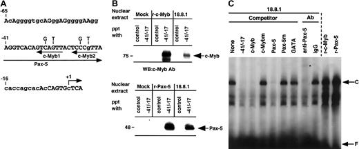 Fig. 2. c-Myb with Pax-5 binds −41/−17 region of the. / RAG-2 promoter. (A) DNA sequence of the mouseRAG-2 promoter region of −65 to +4. Putative binding sites for Pax-5 and c-Myb (c-Myb1 and c-Myb2) are shown by arrows under the sequence. Nucleotides used for c-Myb binding site mutation are indicated above the sequence. Nucleotides conserved between humans and mice are shown by capital letters. +1 indicates major transcription initiation site. (B) DNA-sepharose precipitation assay. Nuclear extracts were prepared from 293T cells transfected with pAct vector (Mock) or pAct–c-Myb (r-c-Myb), or from 18.8.1 cells (top panel) or 293T cells transfected with pEF-BOS vector (Mock) or pEFBOS–Pax-5 (r-Pax-5), or 18.8.1 cells (bottom panel). Extracts were incubated with sepharose beads conjugated with either oligonucleotides containing the STAT3 binding site (control) or −41/−17. Bound proteins were eluted and resolved in SDS-PAGE and detected by immunoblotting using c-Myb or Pax-5 antibody. (C) Binding of c-Myb and Pax-5 in nuclear extracts from 18.8.1 cells to the −41/−17 region. Nuclear extracts were prepared from 18.8.1 cells or 293T cells transfected with either pAct–c-Myb (r-c-Myb) or pEFBOS–Pax-5 (r-Pax-5) and subjected to EMSA with a radiolabeled −41/−17 oligonucleotide. Oligonucleotide competition was carried out with 200-fold excess of unlabeled −42/−17 oligonucleotide, the oligonucleotide containing the consensus c-Myb binding sequence (c-Myb) or its mutant binding sequence (c-Mybm), the oligonucleotide containing the consensus Pax-5 binding sequence (Pax-5) or its mutant binding sequence (Pax-5m), or the oligonucleotide containing the consensus GATA binding sequence (GATA). For supershift assay, EMSA was performed in the presence of 0.5 μg polyclonal Pax-5 antibody or control IgG. Specific protein/DNA complex is indicated as C and free probe as F. Supershifted band is indicated by an asterisk.
