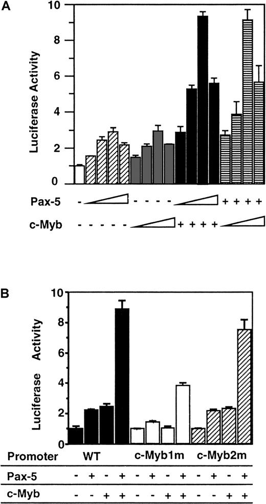 Fig. 4. c-Myb and Pax-5 cooperatively activate the. / RAG-2 promoter in 293T cells. (A)RAG-2 promoter activity in 293T cells with expression vector for Pax-5, c-Myb, or both. A quantity of 5 μg luciferase construct linked to the −86/+147 promoter region was transfected into 293T cells in the presence of 0.04 μg, 0.2 μg, 1 μg, or 5 μg of pEFBOS–Pax-5 alone or with 0.2 μg of pAct–c-Myb (indicated as +), or 0.008 μg, 0.04 μg, 0.2 μg, or 1 μg of pAct–c-Myb alone or together with 1 μg of pEFBOS–Pax-5 (indicated as +). pSRα-LacZ was included as an internal control. Total amount of DNA was adjusted with either pAct vector or pEF-BOS vector. Luciferase and β-galactosidase activities were assayed 48 hours later. The luciferase activity without Pax-5 and c-Myb was set to 1. Error bars indicate deviation of 3 experiments. (B) Promoter activity of wild-type versus c-Myb binding site–mutated RAG-2 promoter in the presence of Pax-5, c-Myb, or both. Luciferase construct linked to −86/+147 promoter region containing wild-type c-Myb binding site (WT) or its mutation (c-Myb1m or c-Myb2m) was transfected into 293T cells in the absence or presence of Pax-5, c-Myb, or both Pax-5 and c-Myb expression vectors, and the promoter activities were assessed as above. Error bars indicate deviation of 3 experiments.