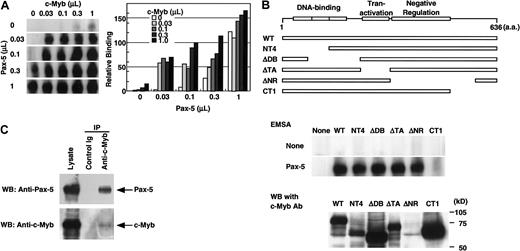 Fig. 5. c-Myb and Pax-5 synergistically bind the. / RAG-2 promoter. (A) Binding of c-Myb and Pax-5 to the −41/−17 region. A radiolabeled −41/−17 oligonucleotide was incubated with various doses of nuclear extract containing either Pax-5, c-Myb, or their combinations, and subjected to EMSA as in Figure 2. Radioactivity of complexes seen in the left gel were measured by BAS2000 and are shown on the right panel. (B) Effect of various c-Myb mutants on the synergistic binding to −41/−17 region with Pax-5. Expression vectors for various c-Myb mutants shown on the top were transfected into 293T cells, and nuclear extracts were prepared 48 hours later. A quantity of 0.1 μL of the nuclear extract containing recombinant c-Myb was incubated with a radiolabeled −41/−17 oligonucleotide in the absence or presence of 0.01 μL 293T cell nuclear extract containing Pax-5, and subjected to EMSA as in Figure 5A (middle panel). Protein concentrations of the nuclear extracts containing c-Myb, c-Myb mutants, or Pax-5 corresponded to those used above. Expression of wild-type or mutant c-Myb in nuclear extracts was verified by Western blot analysis using monoclonal antibody (clone 1.1), which binds to the negative regulation domain of c-Myb (lower panel). ΔNR could not be detected by this antibody. (C) Direct binding of Pax-5 with c-Myb. Expression vectors for both c-Myb and Pax-5 were transfected into 293T cells. After 48 hours, the nuclear extract was prepared and incubated with anti–c-Myb antibody or control antibody. Immunoprecipitates were resolved in SDS-PAGE, transferred to nylon membrane, and probed with anti–Pax-5 antibody or anti–c-Myb antibody. Lysate was applied to SDS-PAGE as a positive control for Western blotting.