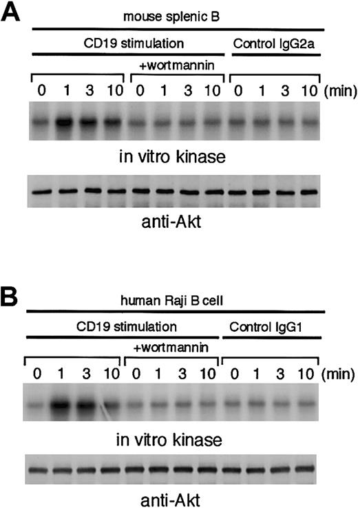 Fig. 1. Ligation of CD19 on mouse and human B cells results in Akt activation. / Treatment with 50 nM wortmannin was conducted 10 minutes before stimulation. Akt1 was immunoprecipitated, and the precipitates were divided. Half of them were used for Western blot analysis using anti-Akt1 Ab (lower panels). The remaining half were used for in vitro kinase assay using histone H2B as an exogenous substrate. The kinase reaction products were resolved on 15% SDS-PAGE, and their phosphorylation was quantified by autoradiography (upper panels). (A) Purified splenic B cells from C57BL/6 mice (1 × 107) were incubated with 1 μg/mL biotin-conjugated antimouse CD19 mAb 1D3 or biotin-conjugated control IgG2a for 3 minutes and subsequently cross-linked by using streptavidin (20 μg/mL) at 37°C for indicated times. (B) Human Raji B cells (5 × 106) were incubated with 1 μg/mL antihuman CD19 mAb B4 or control IgG1 for 3 minutes, followed by cross-linking with anti–mouse IgG F(ab′)2fragment (20 μg/mL) at 37°C.