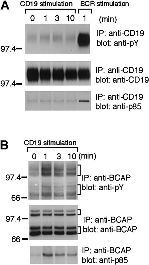 Fig. 2. Engagement of CD19 on mouse B cells induces tyrosine phosphorylation of BCAP and its association with PI3K p85. / Splenic B cells (4 × 107) were stimulated by CD19 cross-linking as in Figure 1A or by BCR cross-linking using goat anti–mouse IgM F(ab′)2 fragment (15 μg/mL) and subjected to the following analyses. (A) Immunoprecipitates with anti-CD19 Ab were separated on 7.5% SDS-PAGE and analyzed by Western blotting with antiphosphotyrosine mAb 4G10 (upper panel), anti-CD19 Ab (middle panel), or anti-p85 Ab (lower panel). (B) Immunoprecipitates with anti-BCAP Ab were separated on 7.5% SDS-PAGE and analyzed by Western blotting with antiphosphotyrosine mAb 4G10 (upper panel), anti-BCAP Ab (middle panel), or anti-p85 Ab (lower panel). The positions of the multiple mouse BCAP species, long (100 and 98 kd) and short (72 and 70 kd) isoforms, are indicated by brackets.