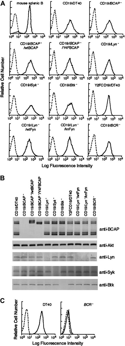 Fig. 3. Generation of DT40 mutant cells expressing mouse CD19. / (A) Cell-surface expression levels of mouse CD19 on various mutant DT40 cells and of endogenous CD19 on purified murine splenic B cells. Flow cytometry analysis was performed by using biotin-conjugated antimouse CD19 mAb 1D3 followed by FITC-conjugated streptavidin (solid lines). Dotted lines show staining with isotype-matched control IgG2a. (B) Expression of various signaling molecules in various mutant DT40 cells was analyzed by Western blotting using indicated Abs. (C) Cell-surface expression of BCR was analyzed using FITC-conjugated anti–chicken IgM. Unstained cells were used as negative controls (dotted line).