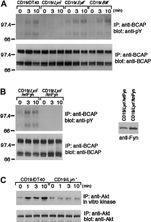 Fig. 5. BCAP tyrosine phosphorylation in DT40 cells deficient in Lyn, Syk, or Btk. / Wild-type and its derived mutant DT40 cells expressing mouse CD19 were stimulated with CD19 and subsequently subjected to the following analyses. (A,B, left panels) Immunoprecipitation was performed with anti-BCAP Abs. The blots were stained with 4G10 mAb (upper panels) and anti-BCAP Abs (lower panels). Expression of wild-type (wt) Fyn or kinase-negative (kn) Fyn is shown by Western blot analysis using anti-Fyn Abs (B, right panel). (C) CD19-induced Akt activation in Lyn-deficient DT40 B cells.