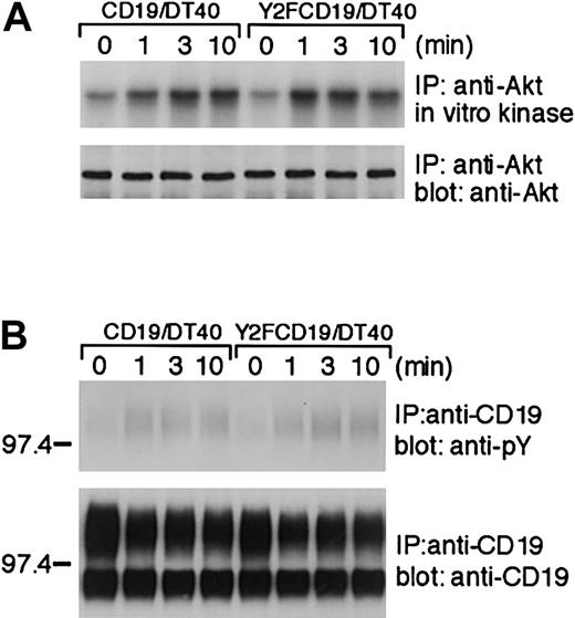 Fig. 6. CD19-mediated Akt activation is not affected by mutation of 2 YxxM motifs (Tyr482Phe, Tyr513Phe) in CD19. / DT40 cells expressing mouse wild-type CD19 or Y2FCD19 mutant (Tyr482, Tyr513 changed to Phe482, Phe513) were stimulated and subsequently subjected to the following analyses. (A) CD19-induced Akt activation. (B) Tyrosine phosphorylation of CD19.