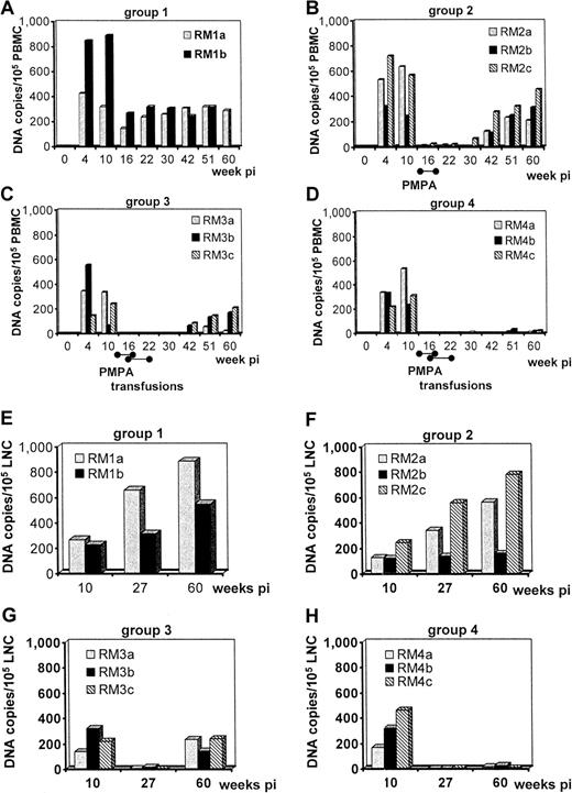 Fig. 2. Cellular proviral load in PBMCs or LNCs of rhesus macaques following SIVmac239 infection. / (A,E) Virus-only control group. (B,F) SIV infection and a 28-day course of PMPA chemotherapy. (C,G) SIV infection, PMPA chemotherapy, and infusion with autologous unfractionated PBMCs. (D,H) SIV infection, PMPA chemotherapy, and infusion with anti-CD3/CD28-activated autologous CD4+ T cells. PBMCs, A-D; LNCs, E-H.