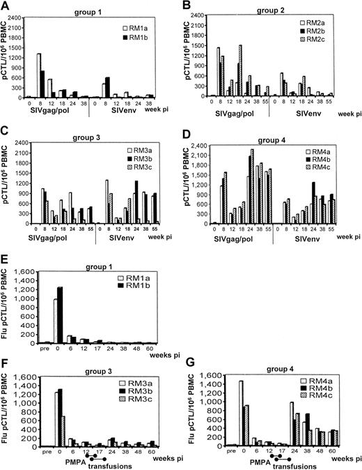 Fig. 4. SIVenv- and SIVgag/pol-specific CD8+ pCTL frequencies in PBMC samples from rhesus macaques following SIVmac239 infection. / SIV infection alone (A); SIV infection and a 28-day course of PMPA chemotherapy (B); SIV infection, PMPA chemotherapy, and infusions with autologous unfractionated PBMCs (C); SIV infection, PMPA chemotherapy, and infusions with anti-CD3/CD28-stimulated and -expanded autologous CD4+ T cells (D). Sequential Flu-MP–specific CD8+ pCTL frequencies in PBMC samples following SIVmac239 infection alone (E); SIV infection, PMPA chemotherapy, and infusions with autologous unfractionated PBMCs (F); SIV infection, PMPA chemotherapy, and infusions with anti-CD3/CD28-stimulated and -expanded autologous CD4+ T cells (G).