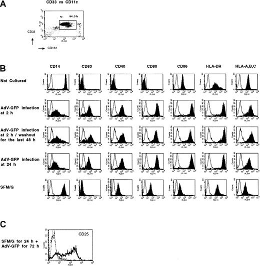 Fig. 1. Adenovirus-GFP–induced DC immunophenotype in human CD14+monocytes. / Fresh monocytes or monocytes cultured for various times in SFM/G were infected with adenovirus-GFP at a multiplicity of infection (MOI) of 200. Cells were harvested 72 to 94 hours later and analyzed by FACS. Monocytes that had never been cultured (“not cultured”) were also examined. Results are representative of 3 experiments with different donors. (A) Demonstration of the purity of starting populations of monocytes. Uncultured elutriated monocytes stained with fluorescein isothiocyanate–conjugated anti-CD33 (x-axis) and phycoerythrin (PE)–conjugated anti-CD11c (y-axis) mAbs. (B) Multipanel histogram analysis of monocytes that were treated in one of the following ways: not cultured; infected with adenovirus-GFP 2 hours after culture; infected 2 hours after culture, washed free of all cytokines at 48 hours, and recultured in fresh SFM (without any added cytokines) for 48 hours; infected with adenovirus-GFP 24 hours after culture; or cultured in SFM/G only. All cultured cell groups were maintained for a total of 96 hours irrespective of time of infection or washout and replacement of ambient culture medium. Open traces represent isotype-matched control antibody staining; filled traces indicate marker-specific antibody. (C) Analysis of CD25 expression after adenovirus infection. Monocytes were cultured 24 hours in SFM/G, infected with adenovirus-GFP, and harvested after an additional 72 hours culture. Light dotted and dashed lines represent anti-CD25–stained uncultured cells and SMF/G-cultured cells, respectively. Heavy solid line represents anti-CD25–stained adenovirus-infected cells.