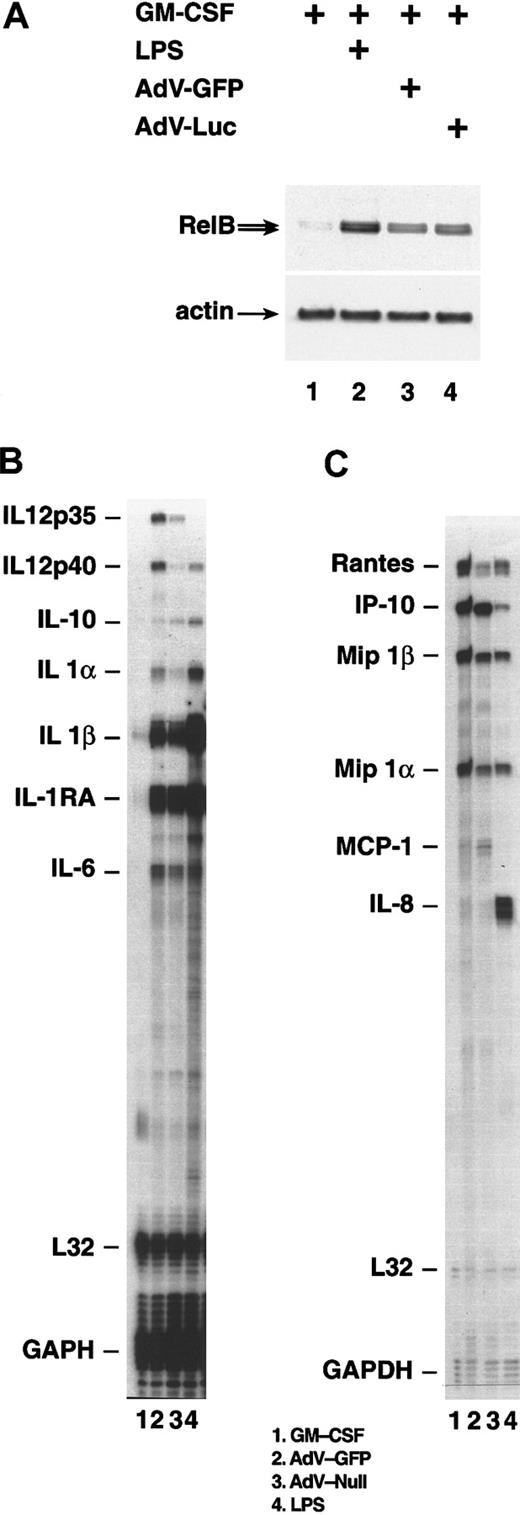Fig. 6. Gene expression following infection with adenovirus vectors. / After 24 hours in SFM/G, monocytes were uninfected, were infected with an adenovirus at an MOI of 200, or were treated with 50 ng/mL LPS. (A) Monocytes harvested 48 hours after infection with adenovirus-GFP, infection with adenovirus-Luc, or treatment with LPS. Whole-cell lysates were analyzed by immunoblotting with the use of antiserum specific for RelB. The membrane was subsequently reprobed with an actin-specific antibody. (B) (C) Monocytes harvested 24 hours after infection with adenovirus-GFP or adenovirus-null. Total RNA was analyzed by RNAse protection assay. Results comparing SFM/G–, LPS–, and adenovirus-GFP–treated cells are representative of 5 separate experiments with different donors. Comparison of adenovirus-GFP and adenovirus-null was performed once.